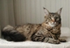 maine-coon